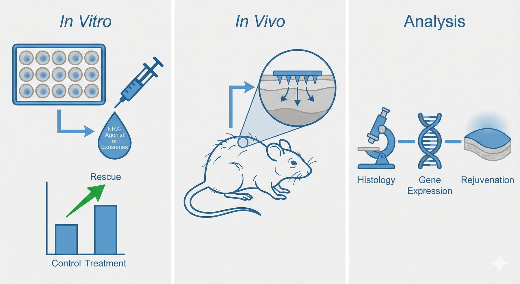 Endothelial aging workflow